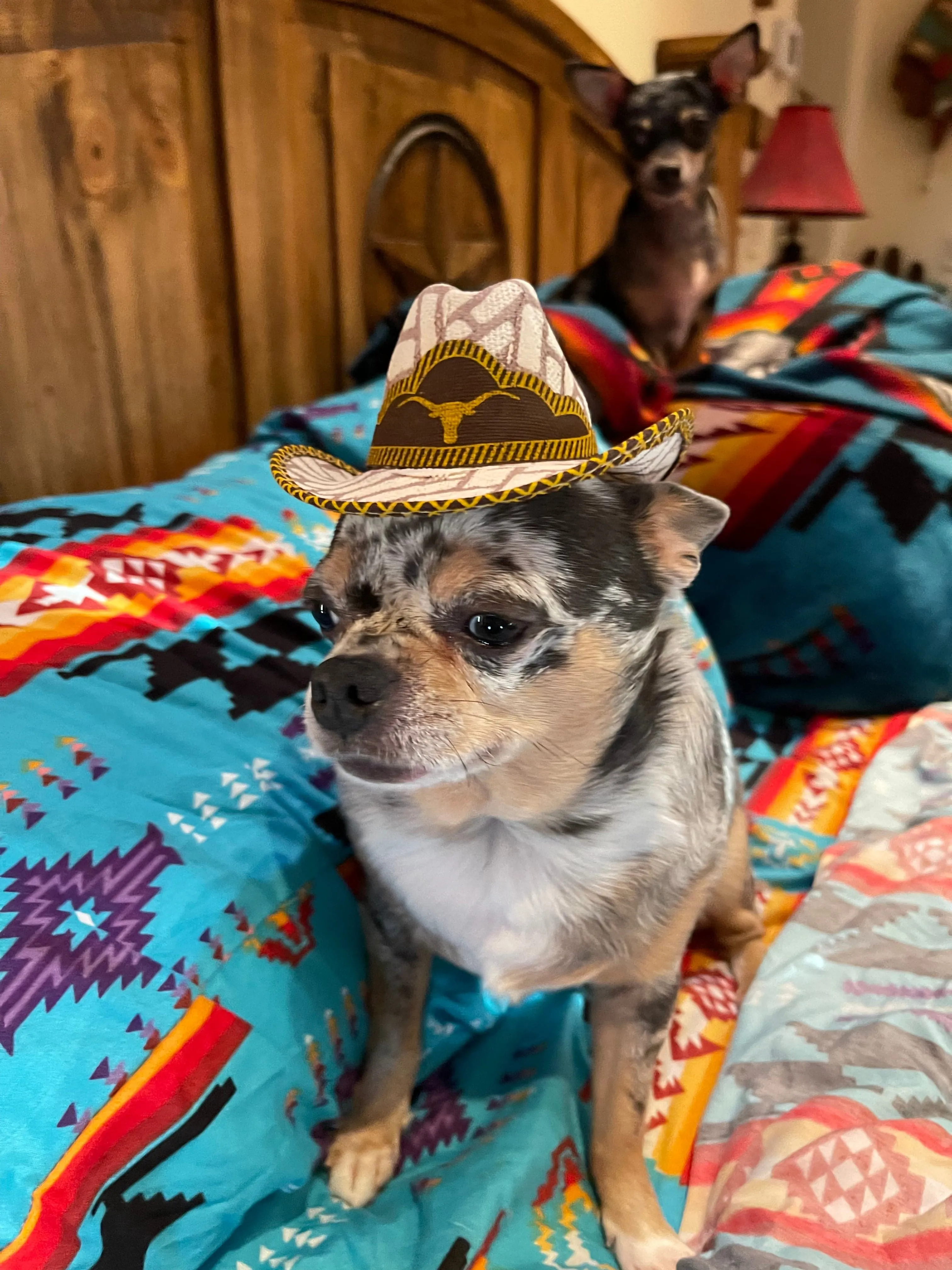 Pet cowboy hat   Dog or cat