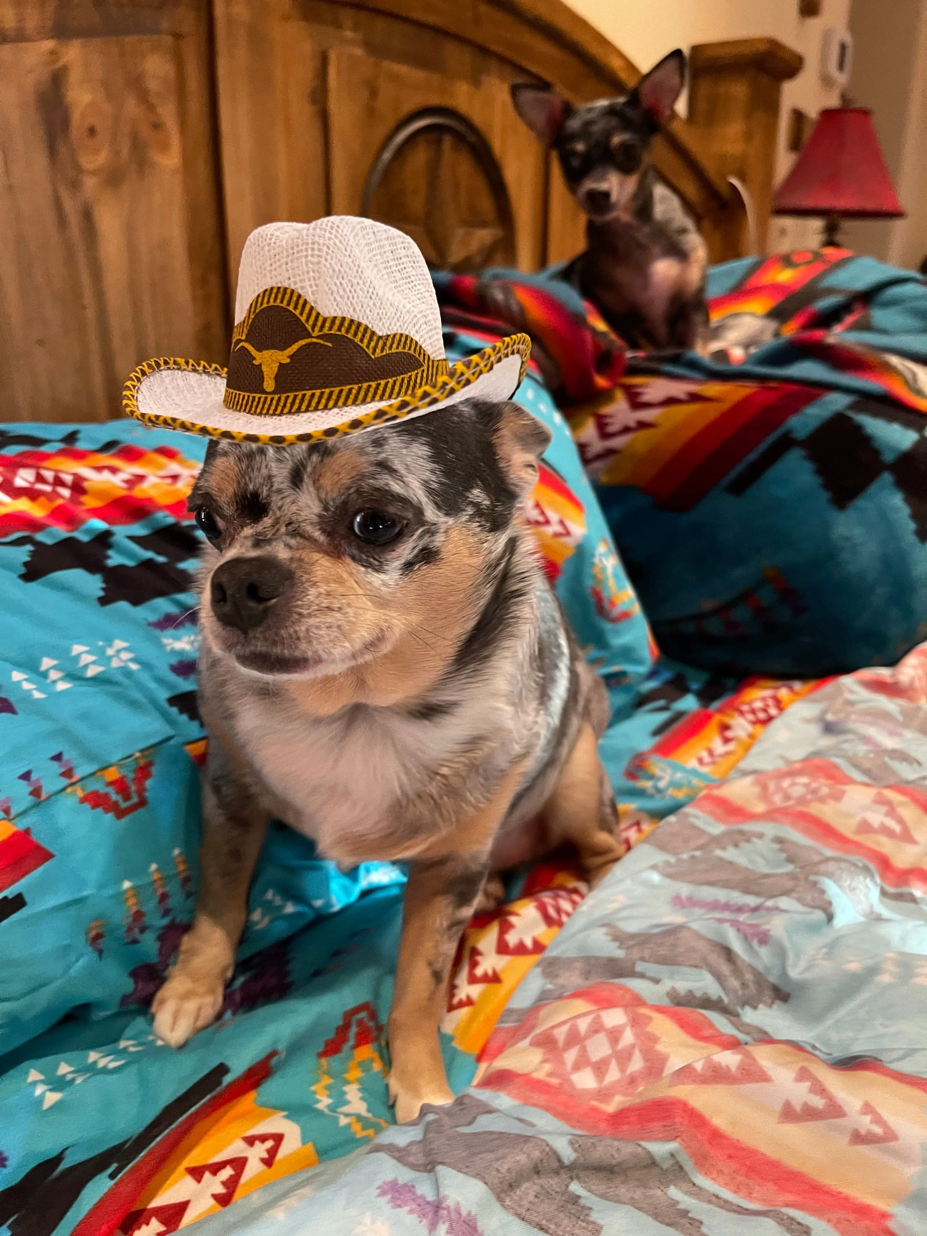 Pet cowboy hat   Dog or cat